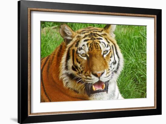 Bengal Tiger Up Close-Lantern Press-Framed Art Print