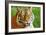 Bengal Tiger Up Close-Lantern Press-Framed Art Print