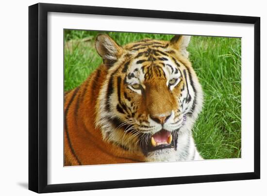 Bengal Tiger Up Close-Lantern Press-Framed Art Print