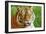 Bengal Tiger Up Close-Lantern Press-Framed Art Print