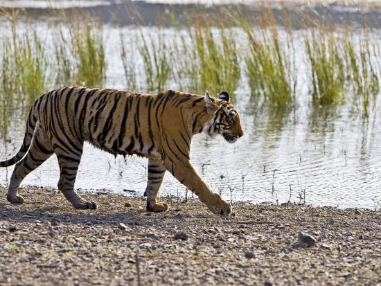 Bengal Tiger Hunting, Ranthambhore Np, Rajasthan, India 