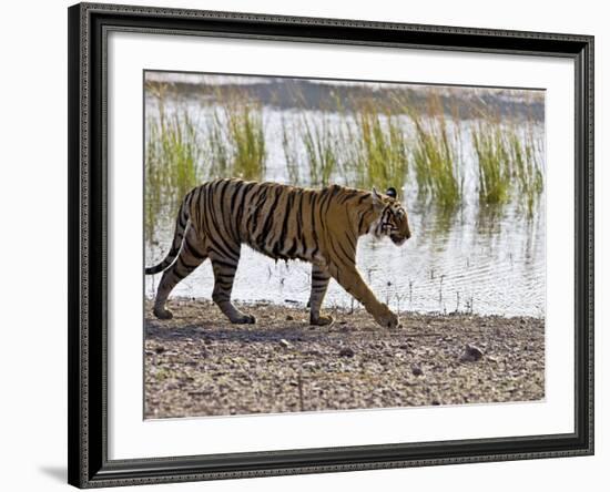 Bengal Tiger Walking by Lake, Ranthambhore Np, Rajasthan, India-T.j. Rich-Framed Photographic Print