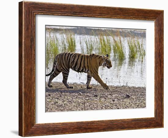 Bengal Tiger Walking by Lake, Ranthambhore Np, Rajasthan, India-T.j. Rich-Framed Photographic Print