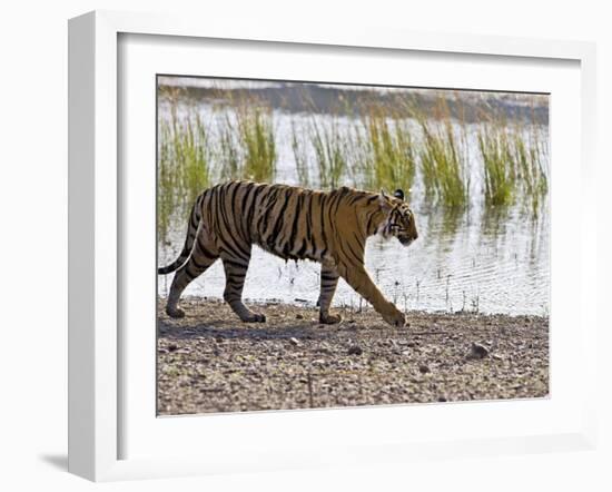 Bengal Tiger Walking by Lake, Ranthambhore Np, Rajasthan, India-T.j. Rich-Framed Photographic Print