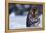 Bengal Tiger Walking in Snow-DLILLC-Framed Premier Image Canvas