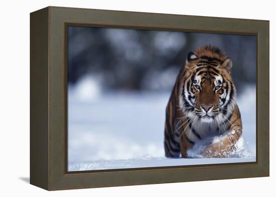 Bengal Tiger Walking in Snow-DLILLC-Framed Premier Image Canvas