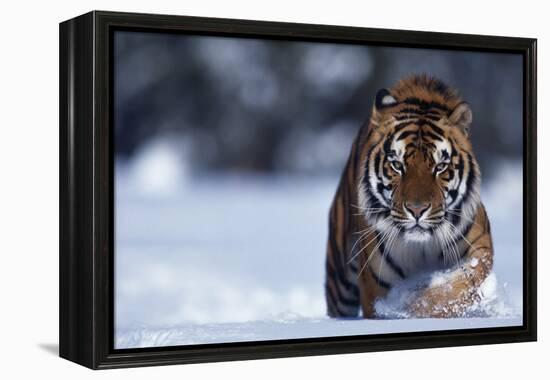 Bengal Tiger Walking in Snow-DLILLC-Framed Premier Image Canvas