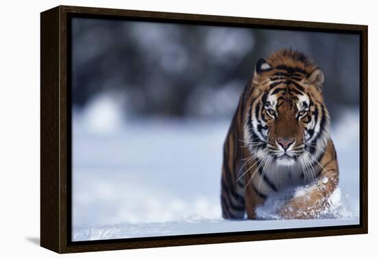 Bengal Tiger Walking in Snow-DLILLC-Framed Premier Image Canvas