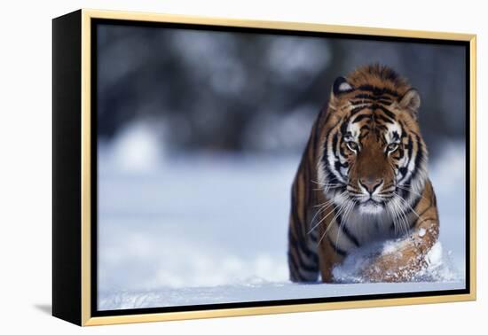 Bengal Tiger Walking in Snow-DLILLC-Framed Premier Image Canvas