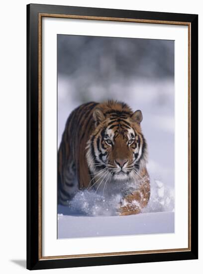 Bengal Tiger Walking in Snow-DLILLC-Framed Photographic Print