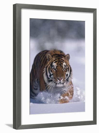 Bengal Tiger Walking in Snow-DLILLC-Framed Photographic Print