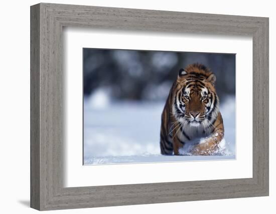 Bengal Tiger Walking in Snow-DLILLC-Framed Photographic Print