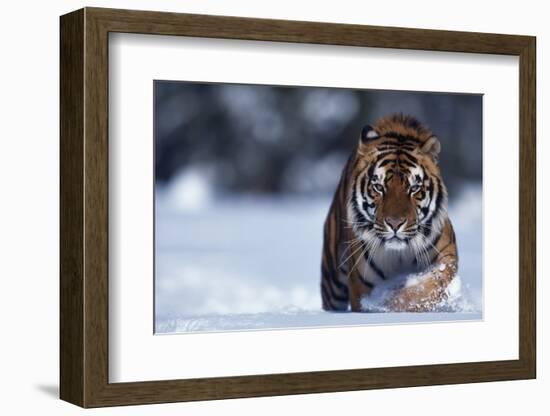 Bengal Tiger Walking in Snow-DLILLC-Framed Photographic Print