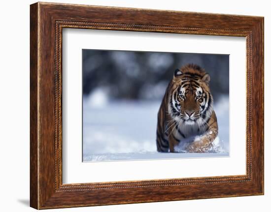 Bengal Tiger Walking in Snow-DLILLC-Framed Photographic Print