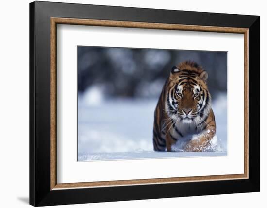 Bengal Tiger Walking in Snow-DLILLC-Framed Photographic Print