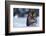 Bengal Tiger Walking in Snow-DLILLC-Framed Photographic Print