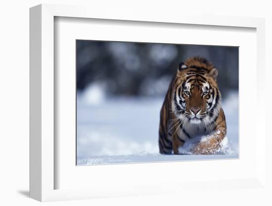 Bengal Tiger Walking in Snow-DLILLC-Framed Photographic Print