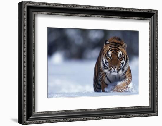 Bengal Tiger Walking in Snow-DLILLC-Framed Photographic Print