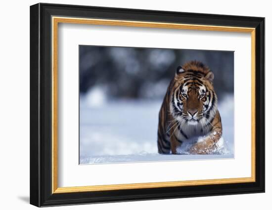 Bengal Tiger Walking in Snow-DLILLC-Framed Photographic Print