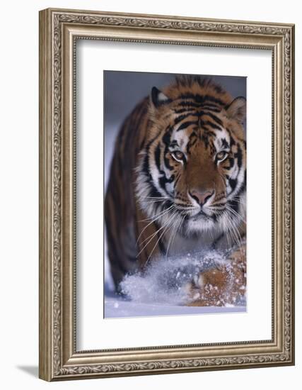 Bengal Tiger Walking in Snow-DLILLC-Framed Photographic Print