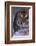 Bengal Tiger Walking in Snow-DLILLC-Framed Photographic Print