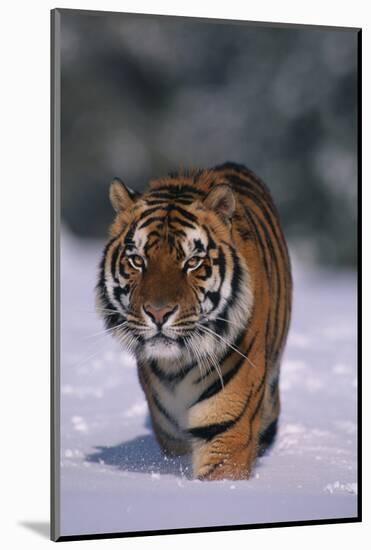 Bengal Tiger Walking in Snow-DLILLC-Mounted Photographic Print