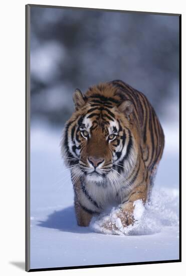 Bengal Tiger Walking in Snow-DLILLC-Mounted Photographic Print