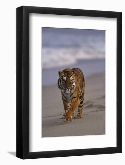 Bengal Tiger Walking on Beach-DLILLC-Framed Photographic Print