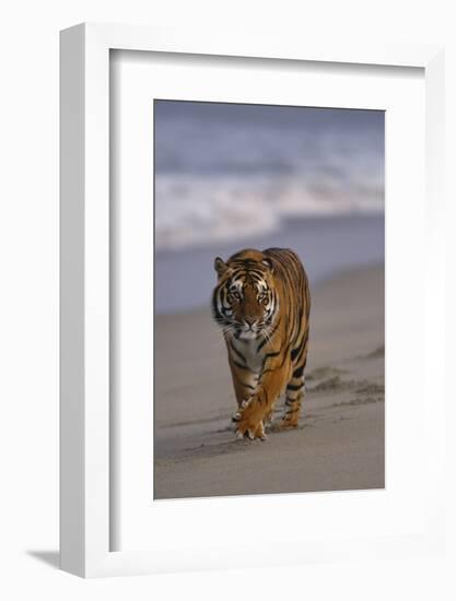 Bengal Tiger Walking on Beach-DLILLC-Framed Photographic Print