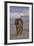 Bengal Tiger Walking on Beach-DLILLC-Framed Photographic Print