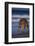 Bengal Tiger Walking on Beach-DLILLC-Framed Photographic Print