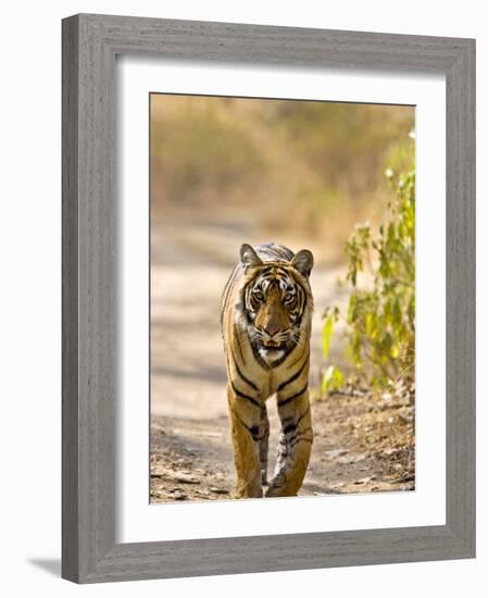 Bengal Tiger Walking on Track, Ranthambhore Np, Rajasthan, India-T.j. Rich-Framed Photographic Print