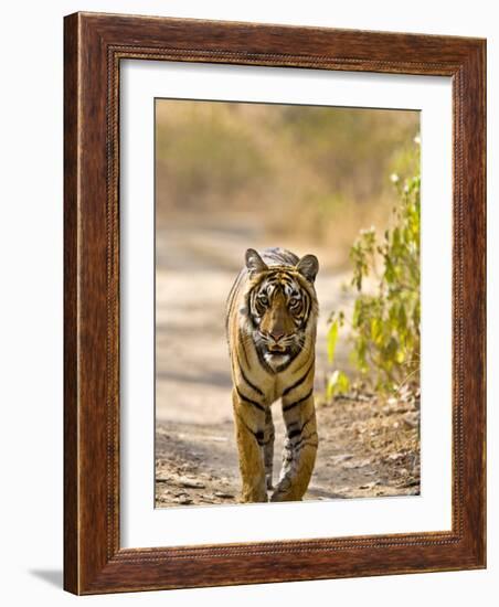 Bengal Tiger Walking on Track, Ranthambhore Np, Rajasthan, India-T.j. Rich-Framed Photographic Print