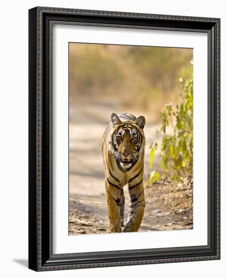 Bengal Tiger Walking on Track, Ranthambhore Np, Rajasthan, India-T.j. Rich-Framed Photographic Print