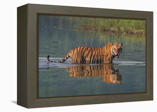 bengal tiger walking through river, snarling, nepal-karine aigner-Framed Premier Image Canvas