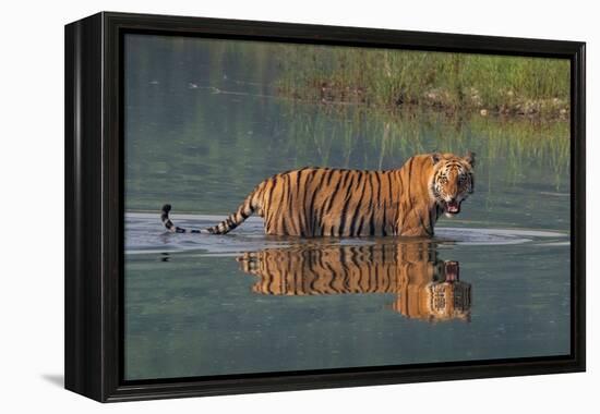 bengal tiger walking through river, snarling, nepal-karine aigner-Framed Premier Image Canvas