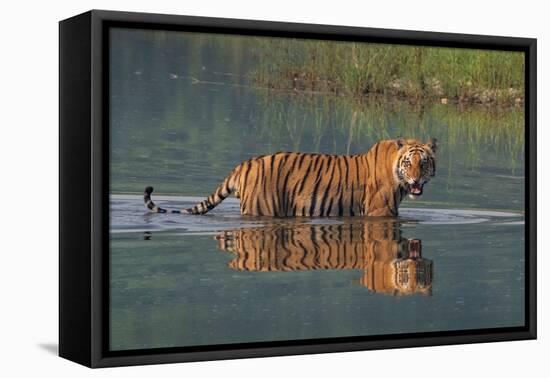 bengal tiger walking through river, snarling, nepal-karine aigner-Framed Premier Image Canvas