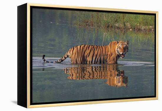 bengal tiger walking through river, snarling, nepal-karine aigner-Framed Premier Image Canvas