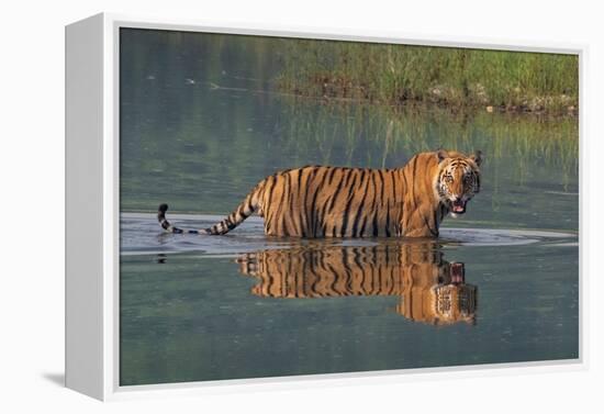 bengal tiger walking through river, snarling, nepal-karine aigner-Framed Premier Image Canvas