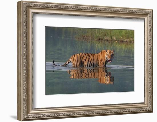 bengal tiger walking through river, snarling, nepal-karine aigner-Framed Photographic Print