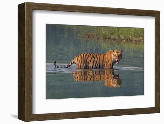 bengal tiger walking through river, snarling, nepal-karine aigner-Framed Photographic Print