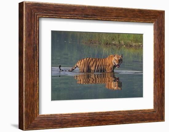 bengal tiger walking through river, snarling, nepal-karine aigner-Framed Photographic Print