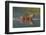 bengal tiger walking through river, snarling, nepal-karine aigner-Framed Photographic Print