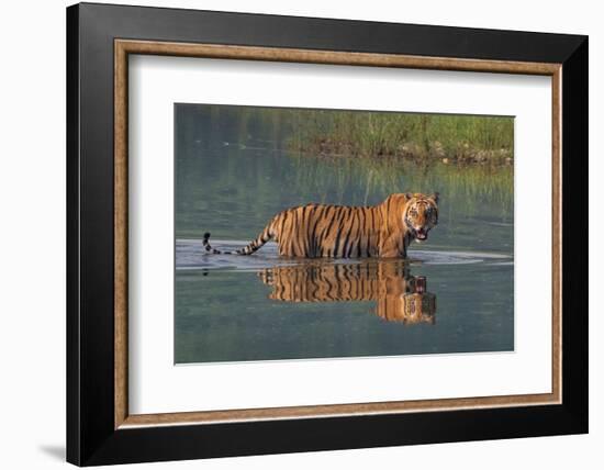 bengal tiger walking through river, snarling, nepal-karine aigner-Framed Photographic Print