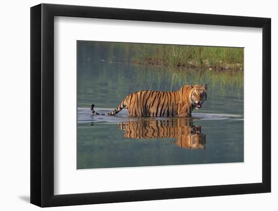 bengal tiger walking through river, snarling, nepal-karine aigner-Framed Photographic Print