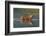 bengal tiger walking through river, snarling, nepal-karine aigner-Framed Photographic Print