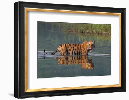 bengal tiger walking through river, snarling, nepal-karine aigner-Framed Photographic Print