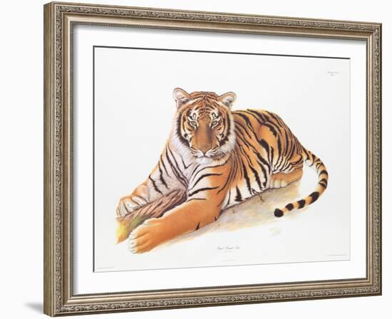 Bengal Tiger-Sean Bollar-Framed Collectable Print