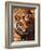 Bengal Tiger-Adam Jones-Framed Photographic Print