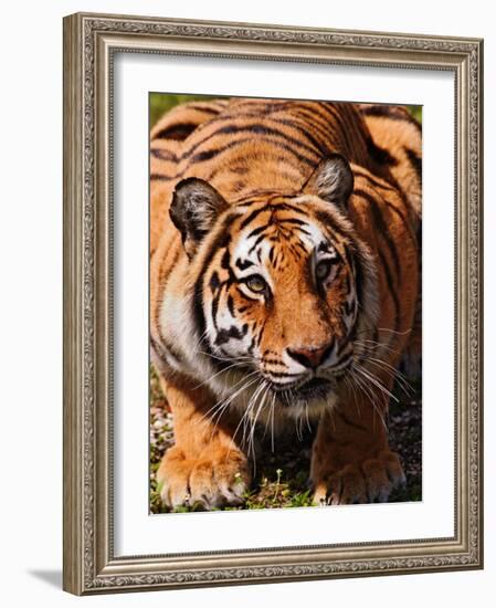 Bengal Tiger-Adam Jones-Framed Photographic Print